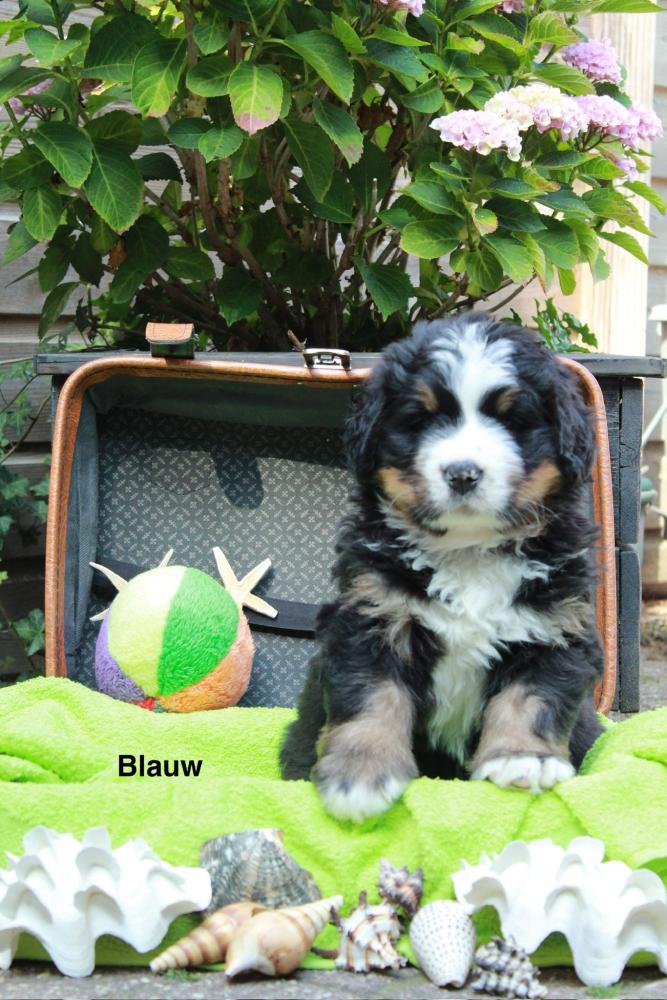Blauw zes weken