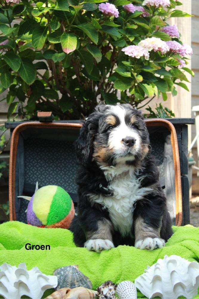 Groen zes weken