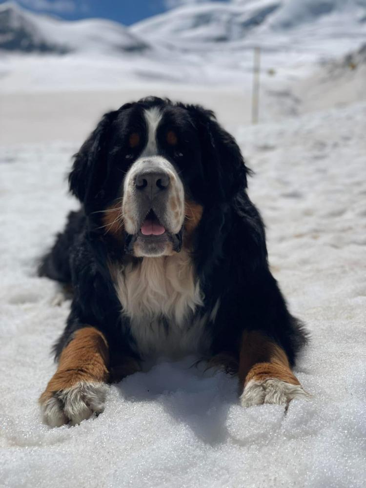 In de sneeuw