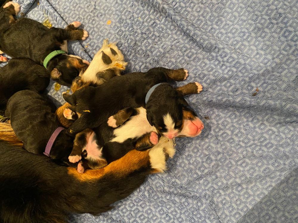 Pups 2