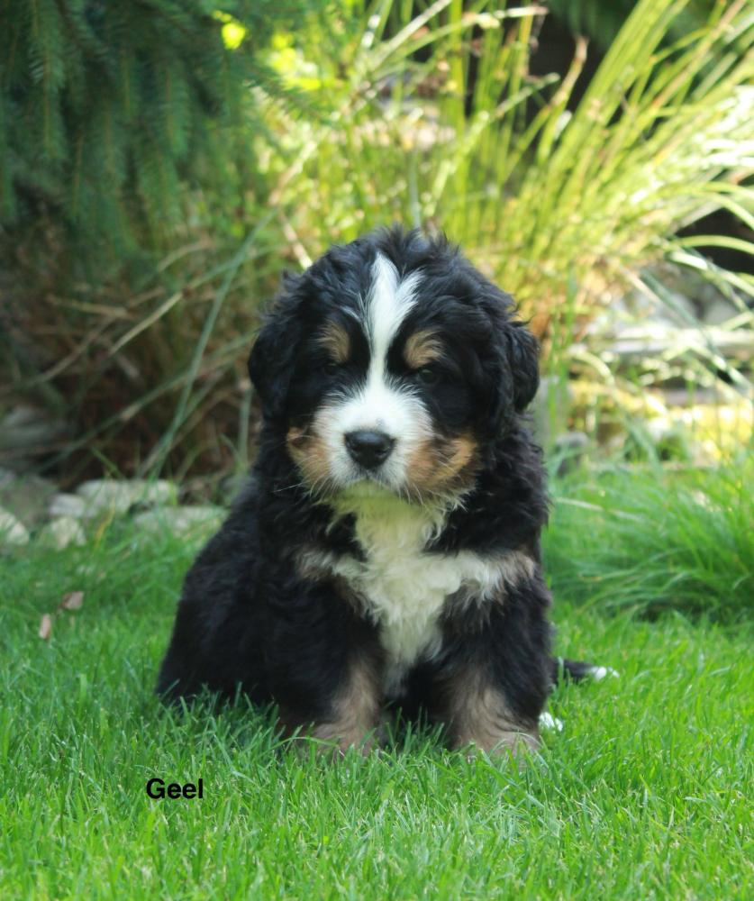 Pup geel twee weken