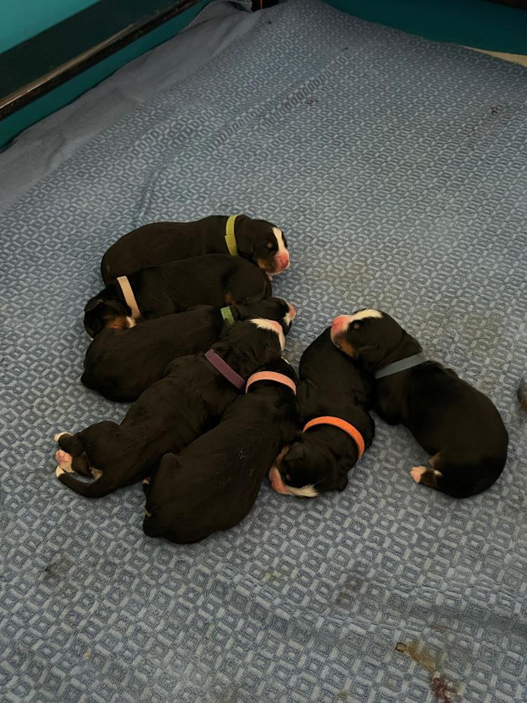 Pups alleen