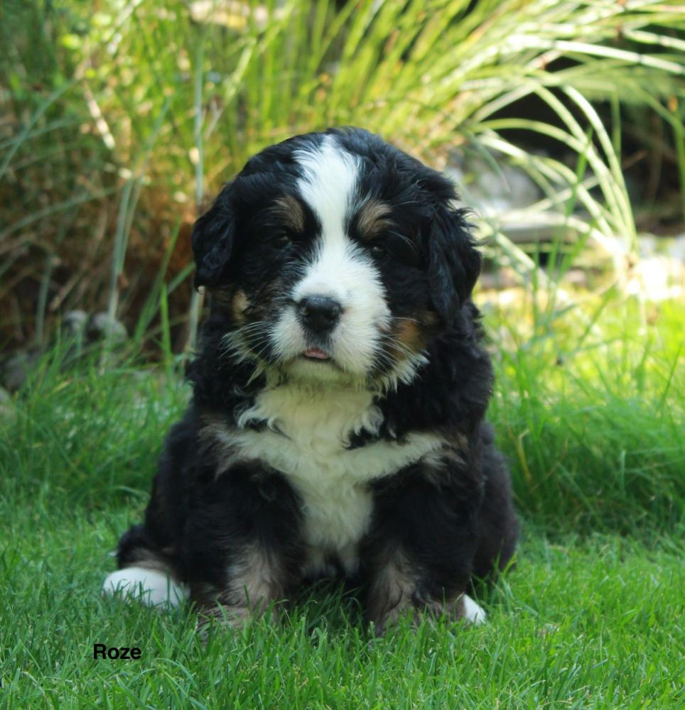 Pup roze twee weken