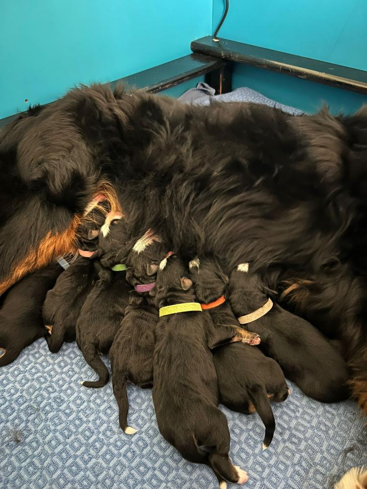 Moeder met pups