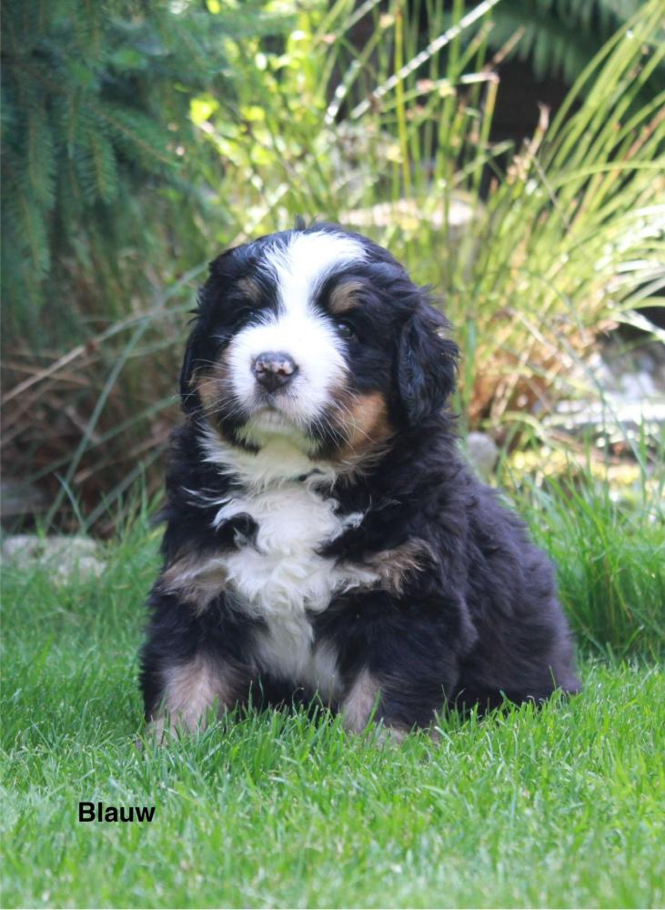 Pup blauw twee weken