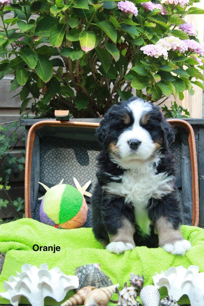 Oranje zes weken