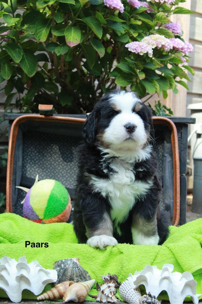 Paars zes weken
