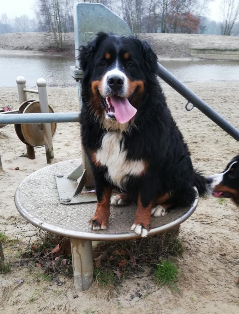 Berner bij het meer