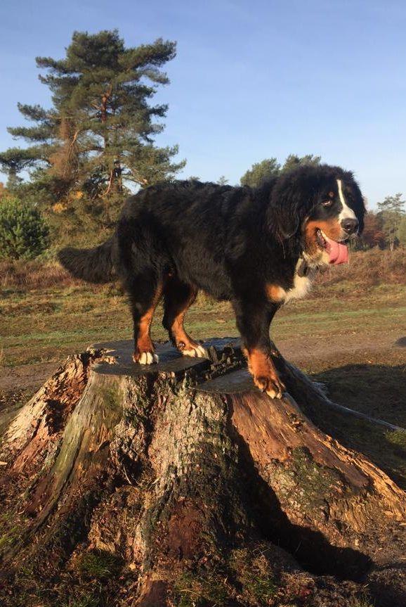 De trotse berner