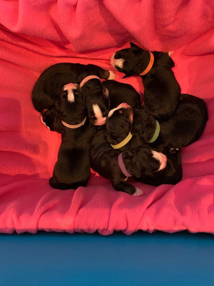 Pups