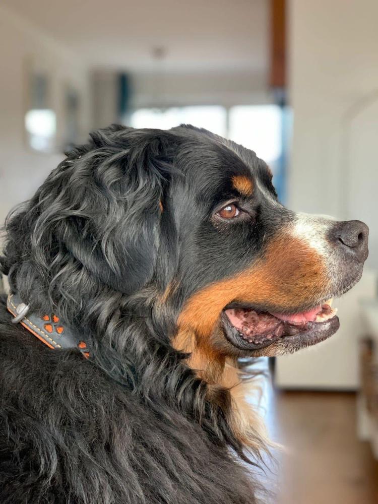 De berner