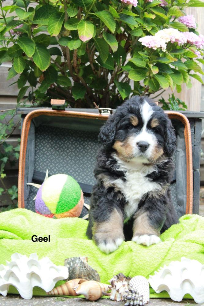Geel zes weken