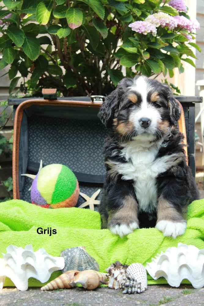 Grijs zes weken